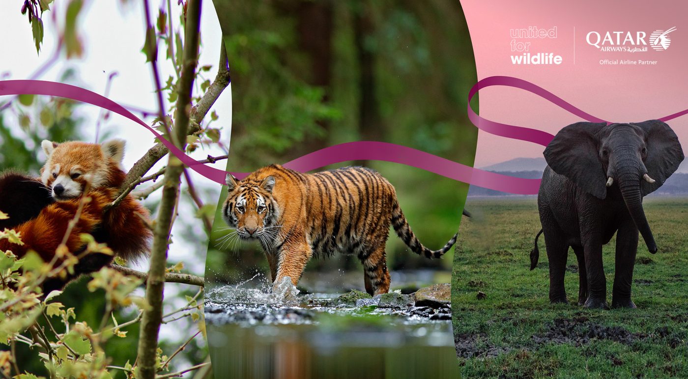 Qatar Airways partners with United for Wildlife
