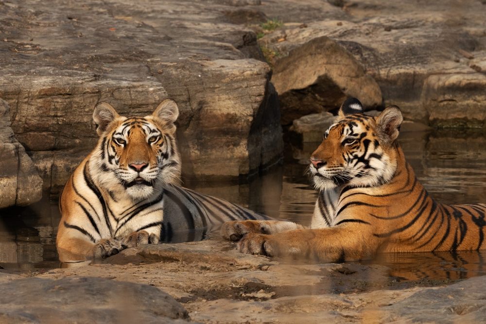 In focus Madhya Pradesh's 7 Tiger Reserves